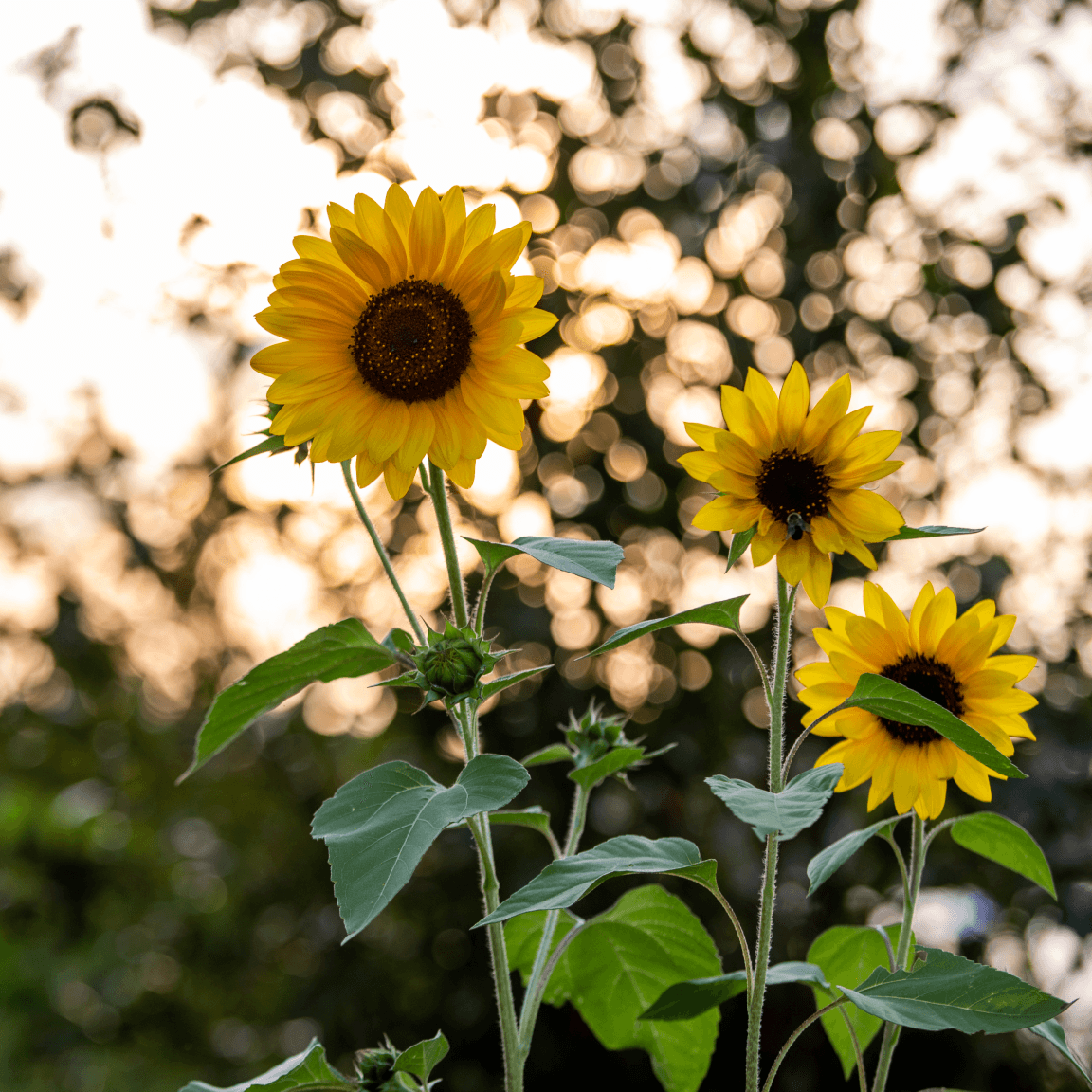 Sunflowers in Williamsburg, Brooklyn