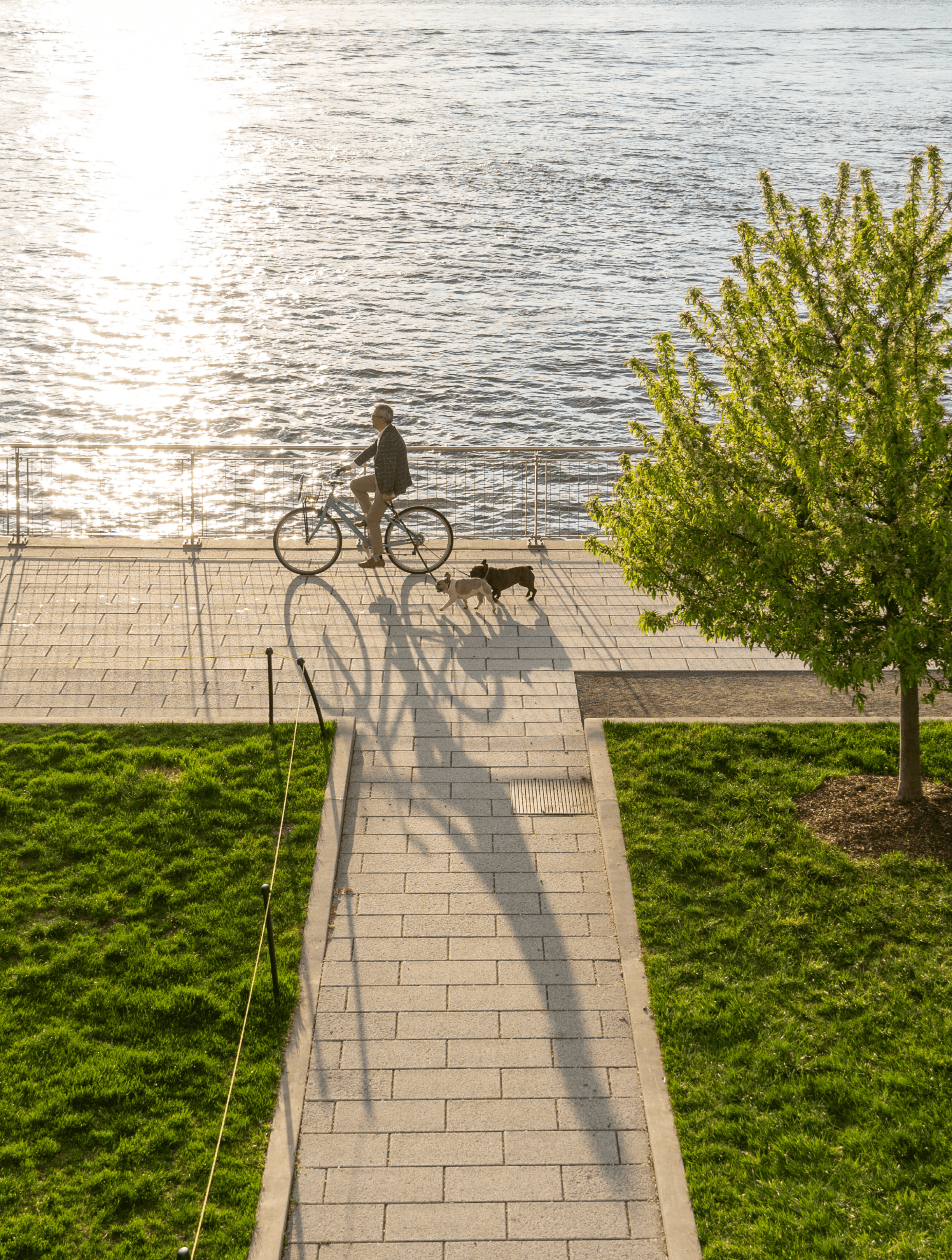 Man riding bike with two leashed dogs on a Brooklyn waterfront - green spaces in Williamsburg, Brooklyn