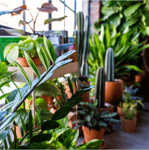 Houseplants - Design in Williamsburg, Brooklyn