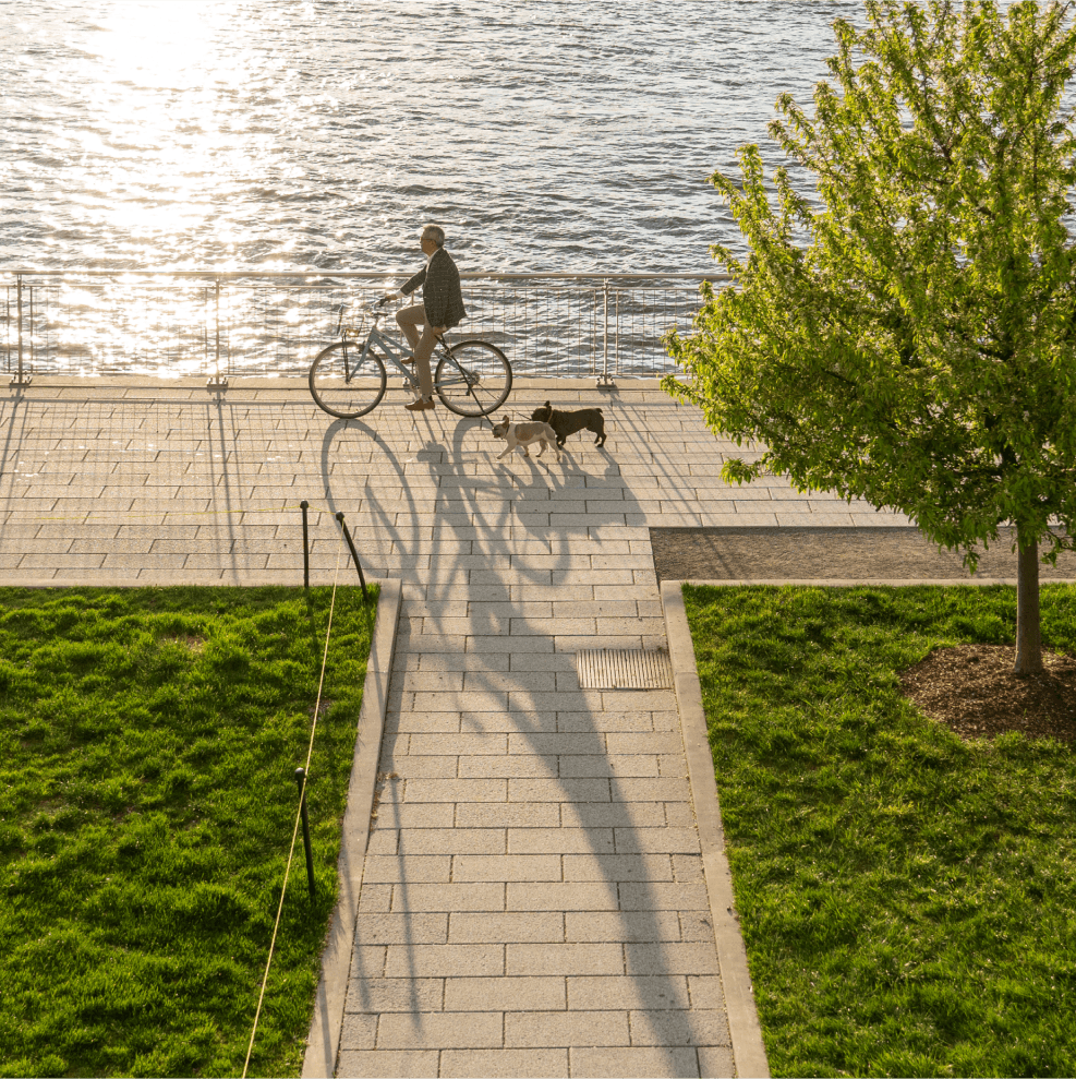 Man riding bike with two leashed dogs on a Brooklyn waterfront - green spaces in Williamsburg, Brooklyn