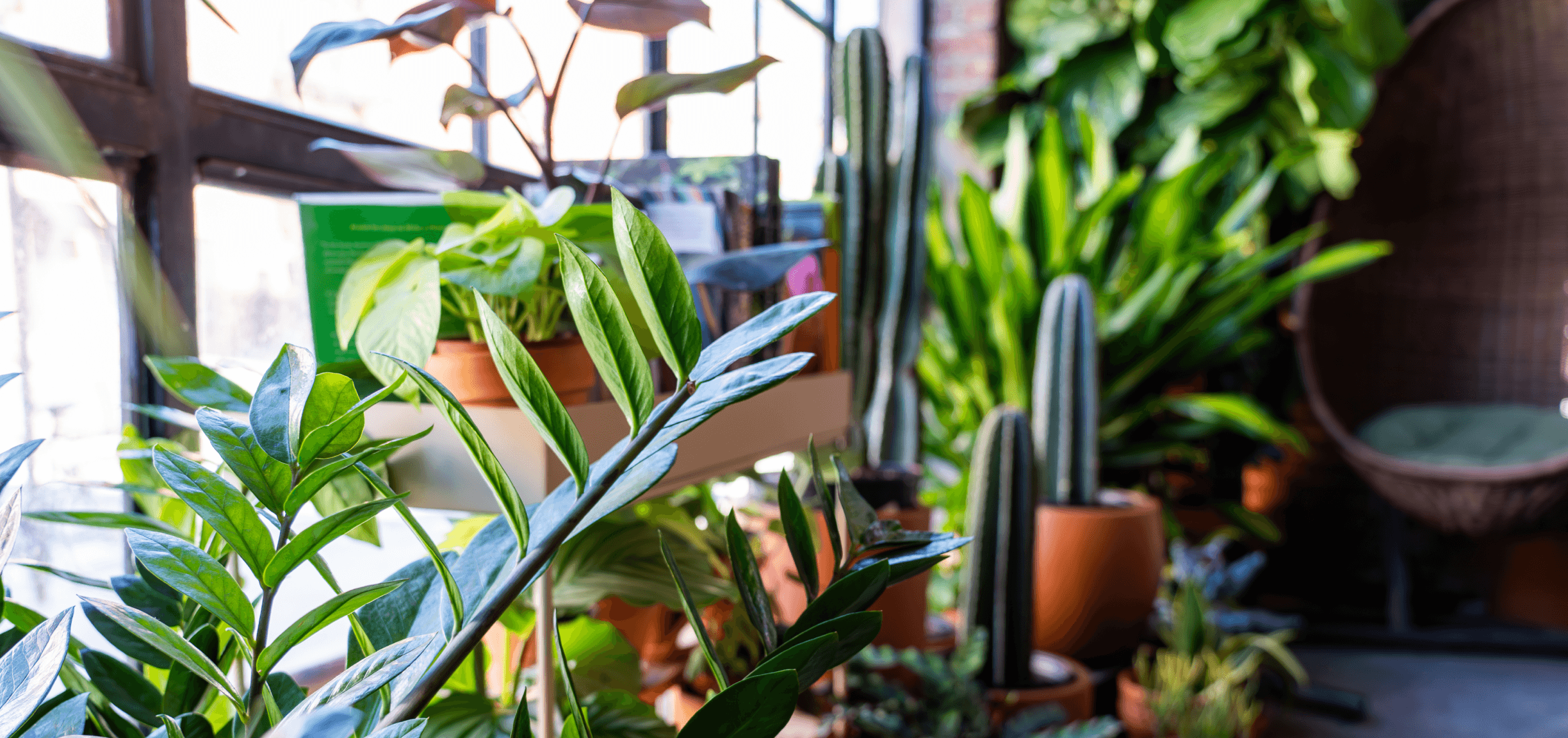 Houseplants - Design in Williamsburg, Brooklyn